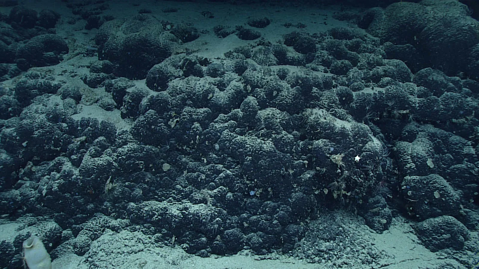 Bubble-Like Landscape - NOAA Ocean Exploration