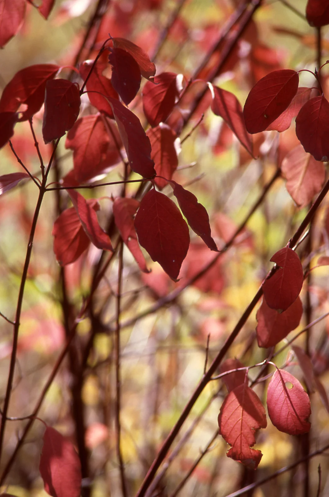 Fall color
