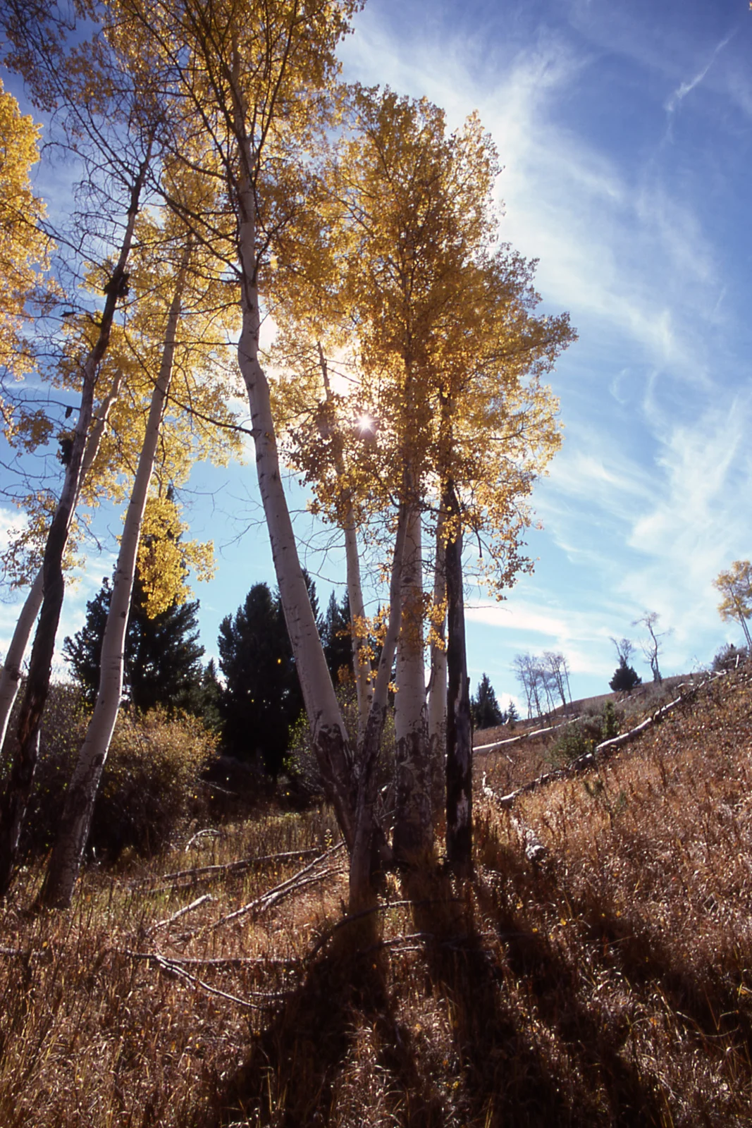 Fall color