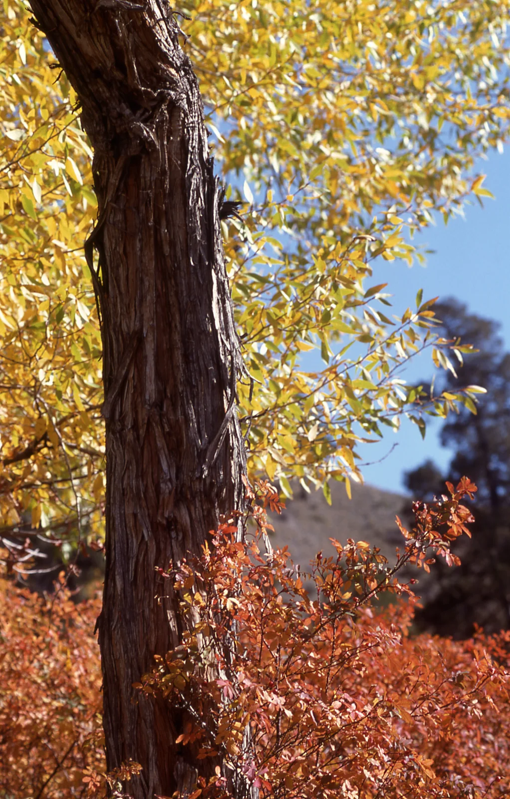 Fall color