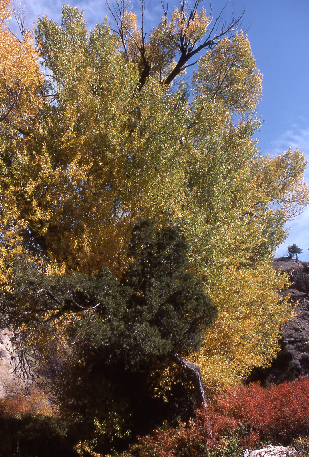 Fall color
