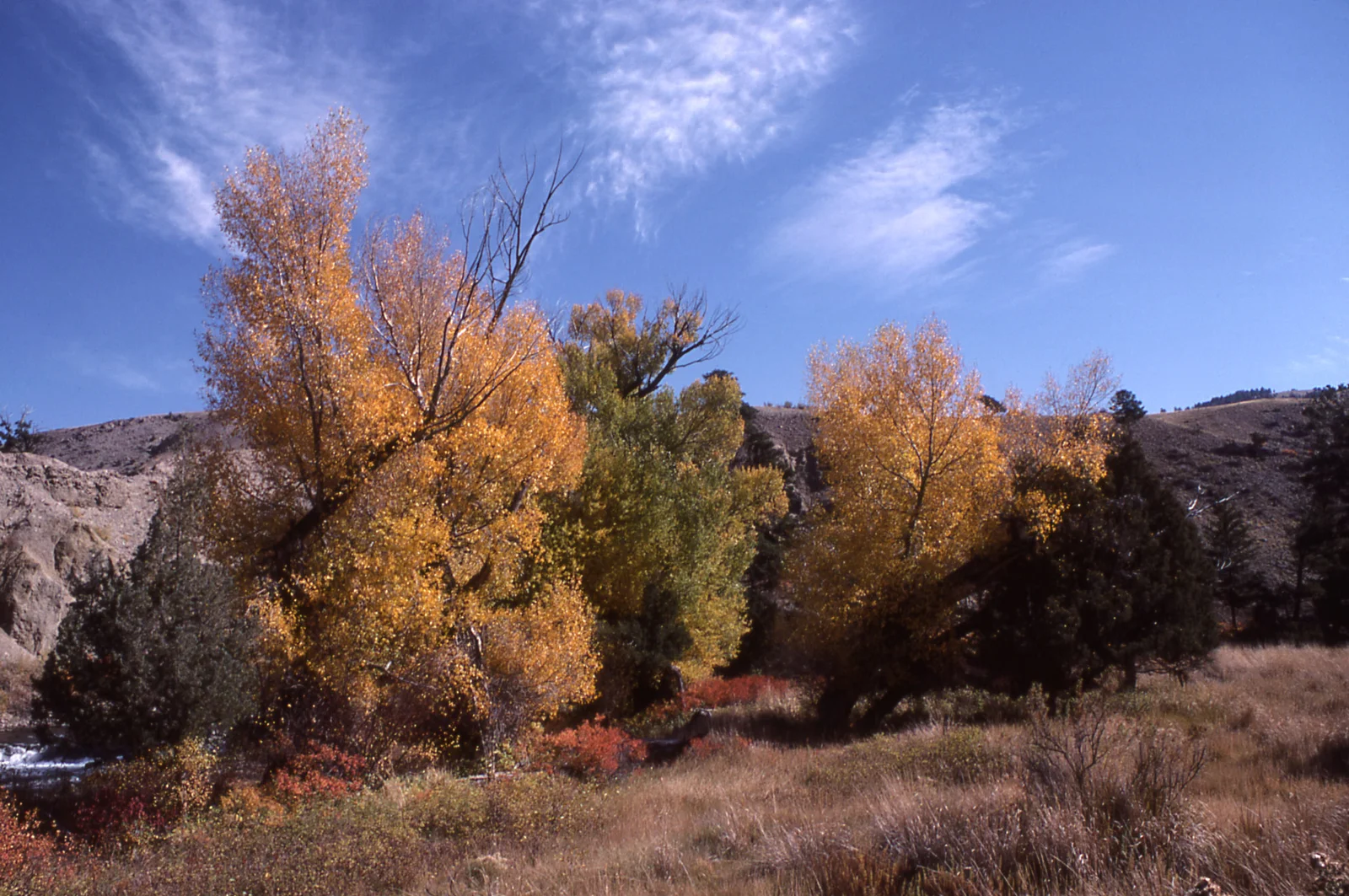 Fall color along the Gardner River