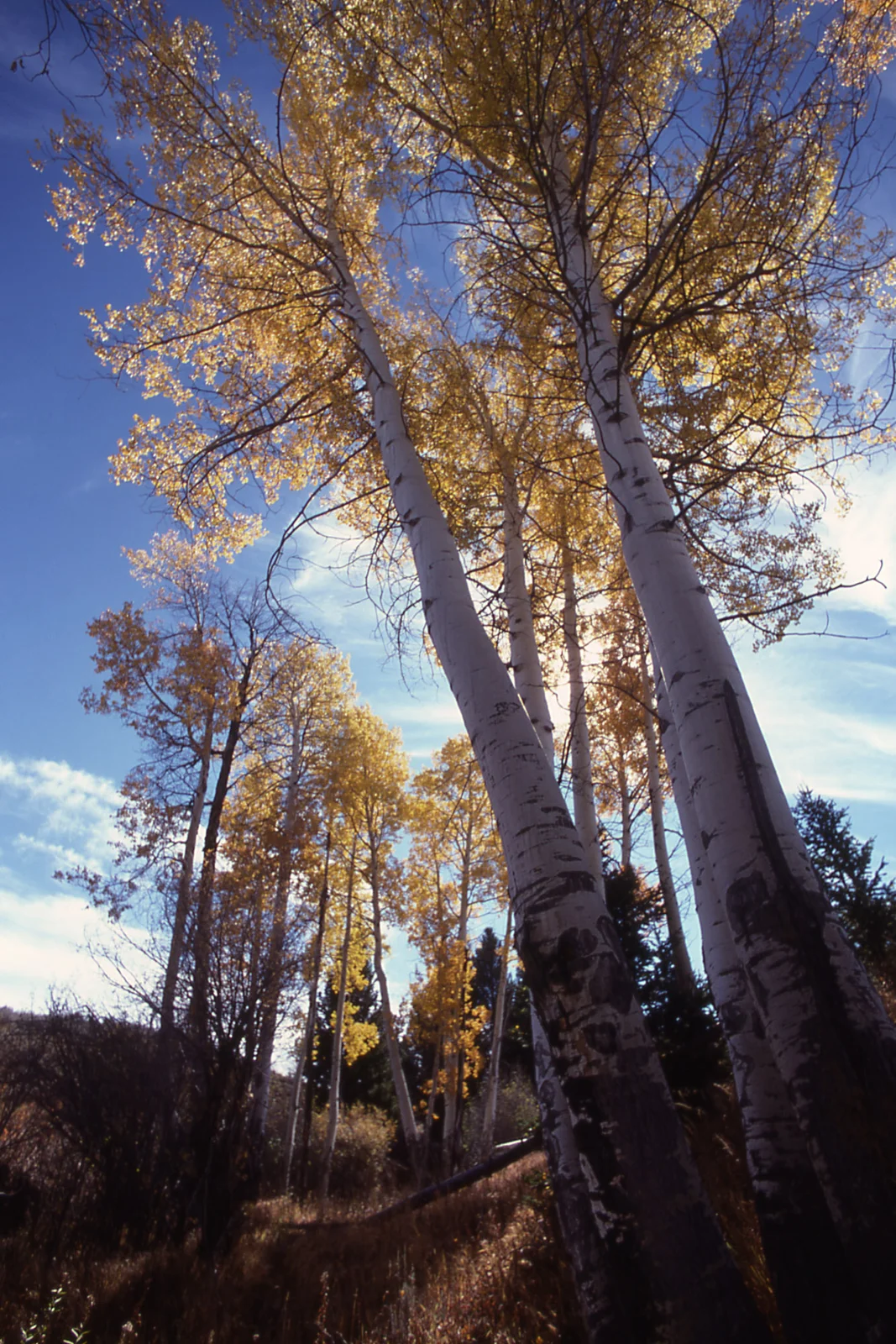 Fall color in an aspen grove