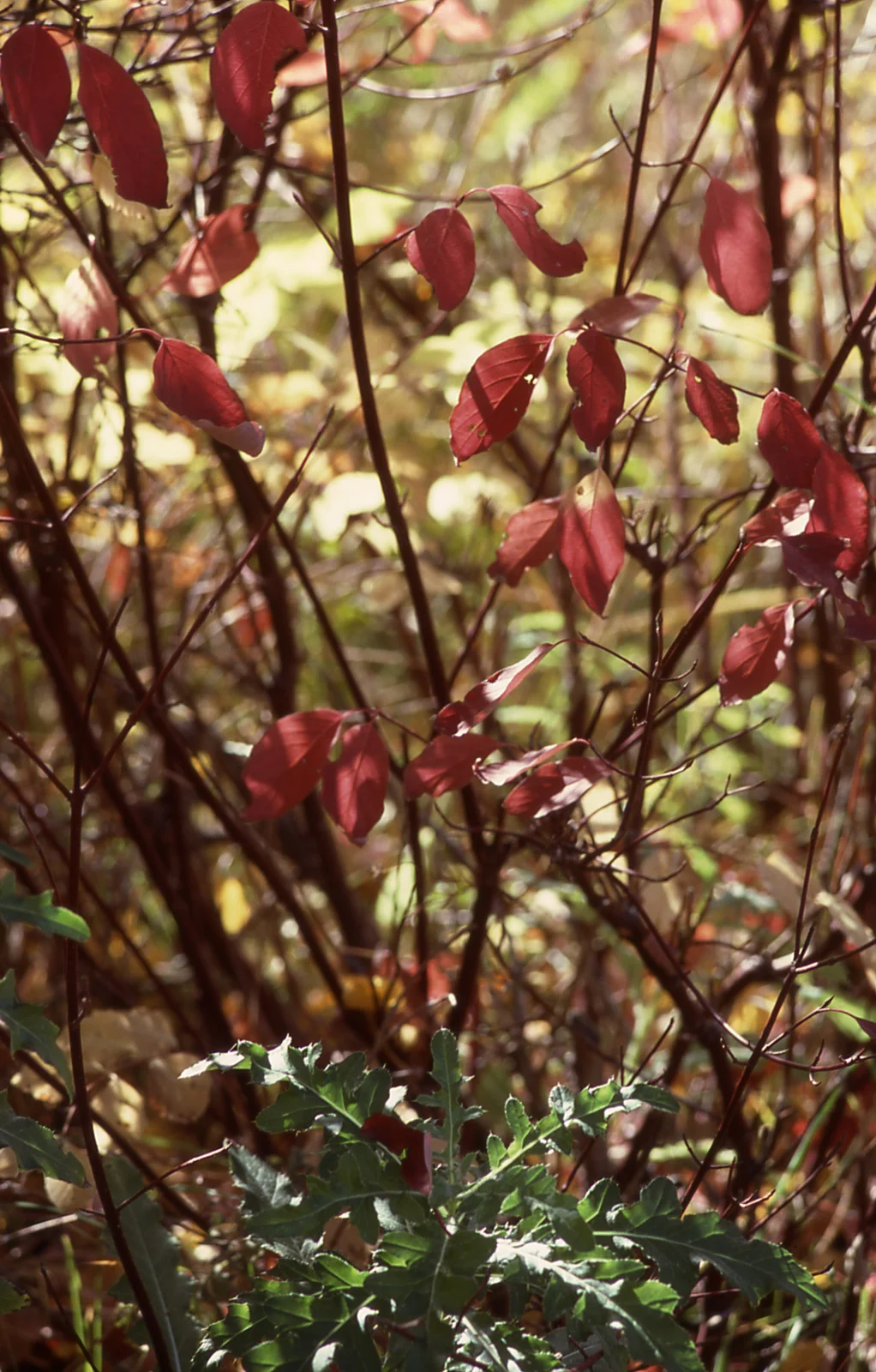 Fall color