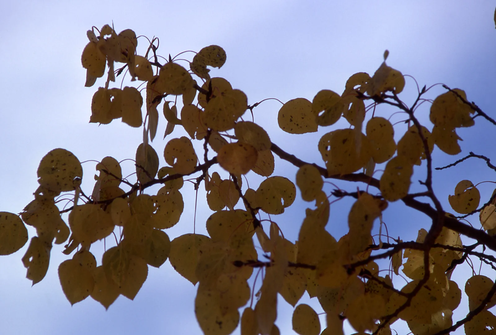 Aspen leaves with fall color