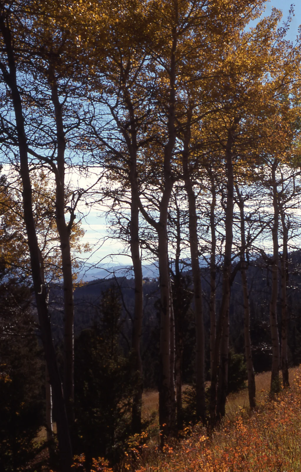 Fall color