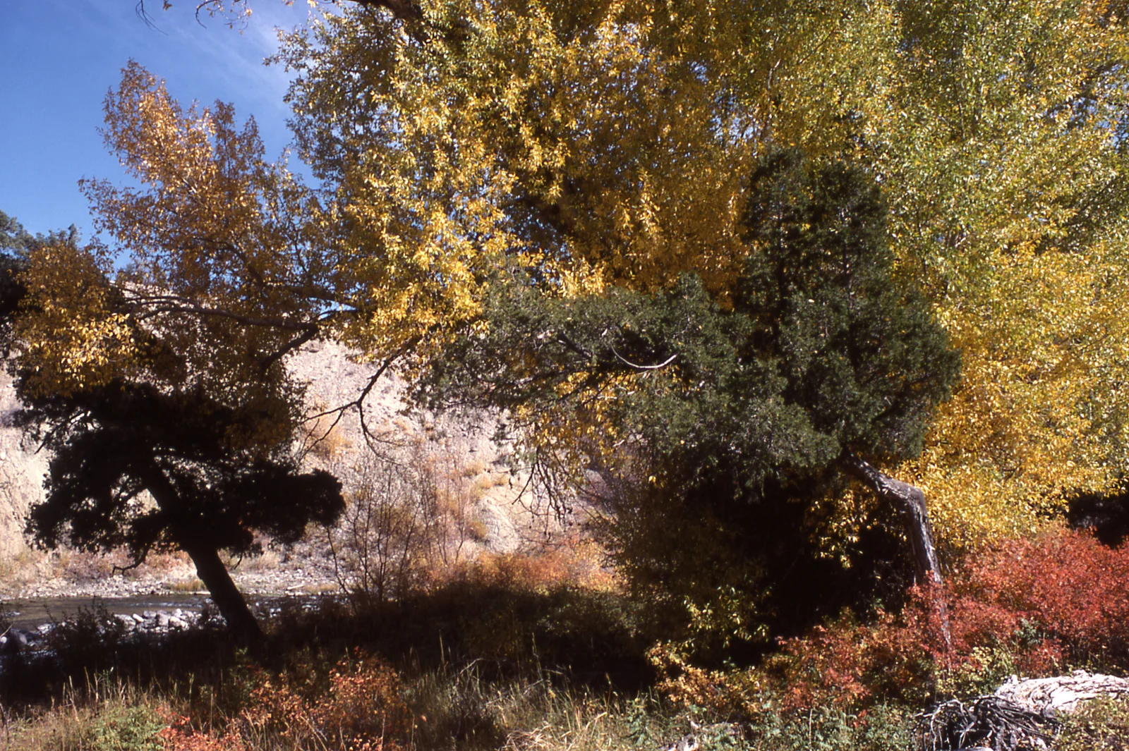 Fall color