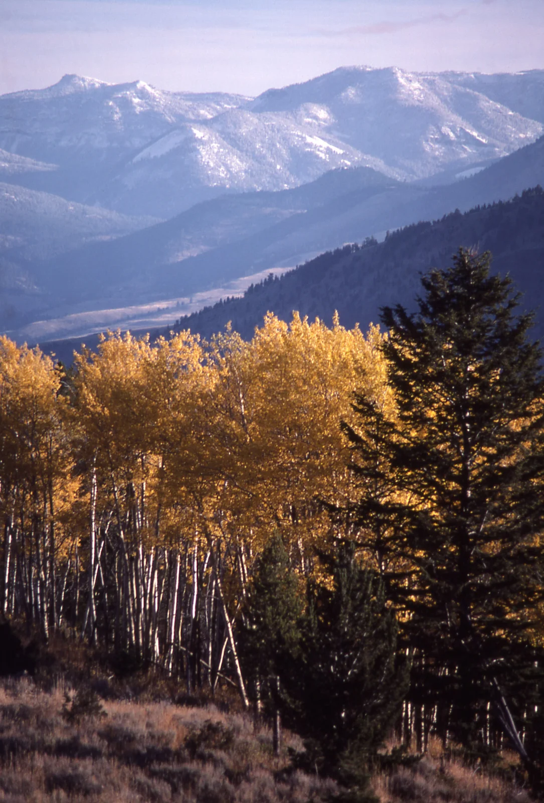 Fall color on Mt Everts