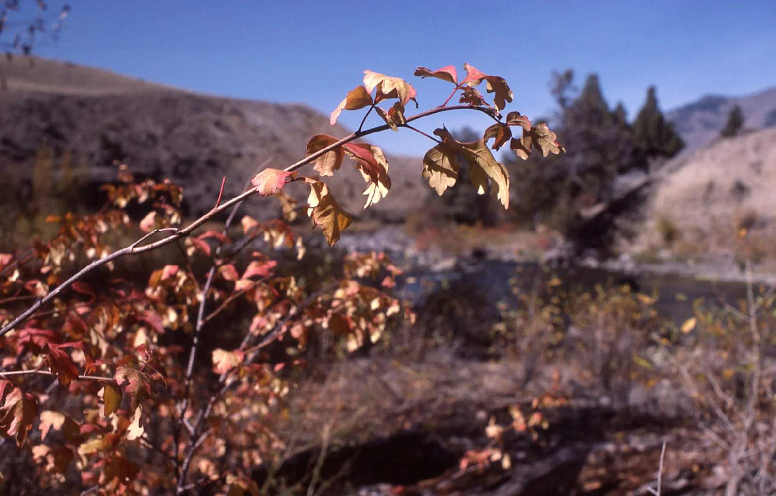 Fall color