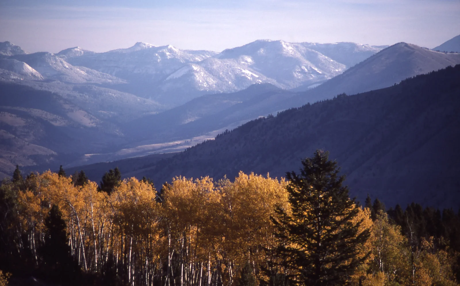 Fall color on Mt Everts
