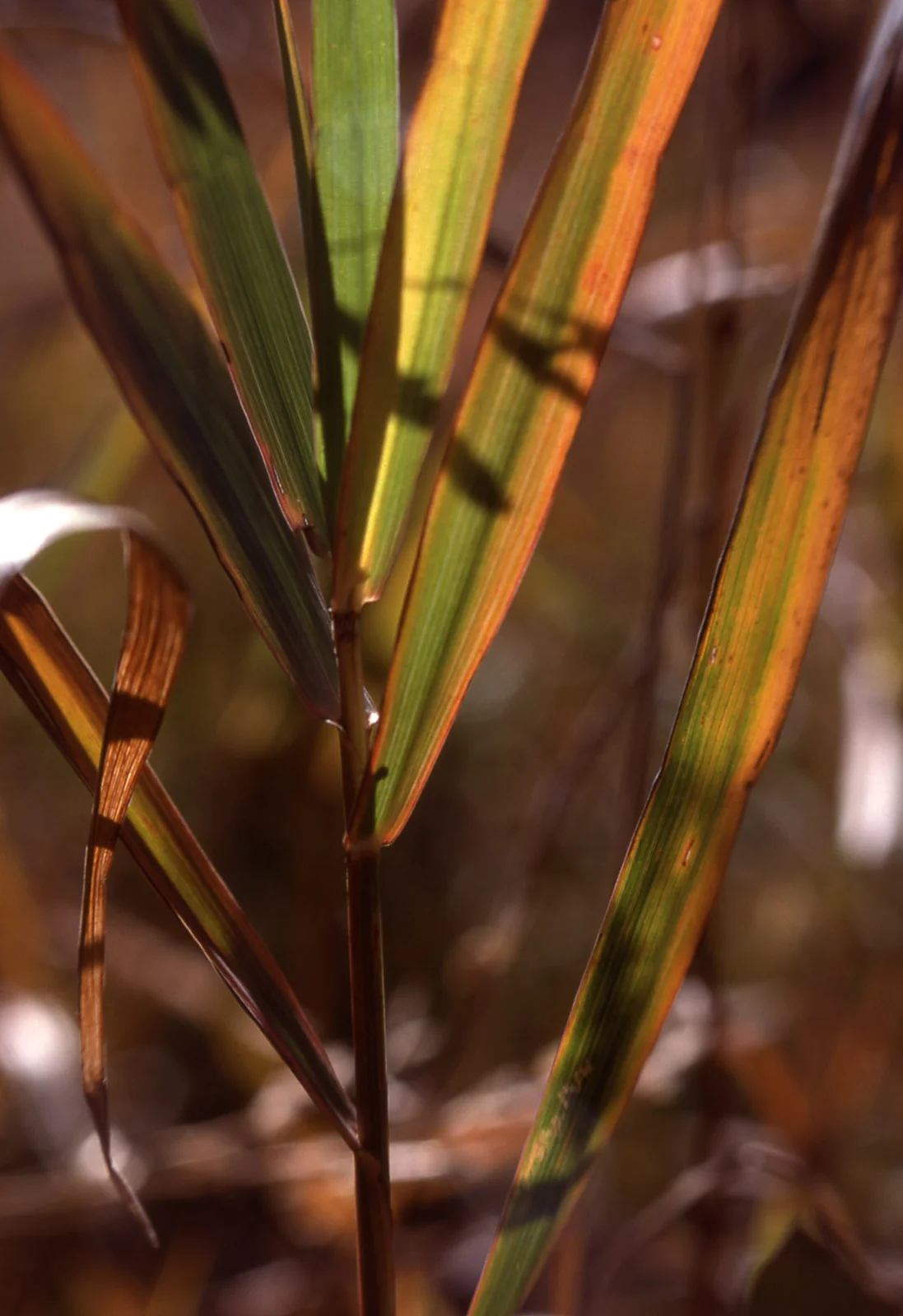 Grass turning brown in fall