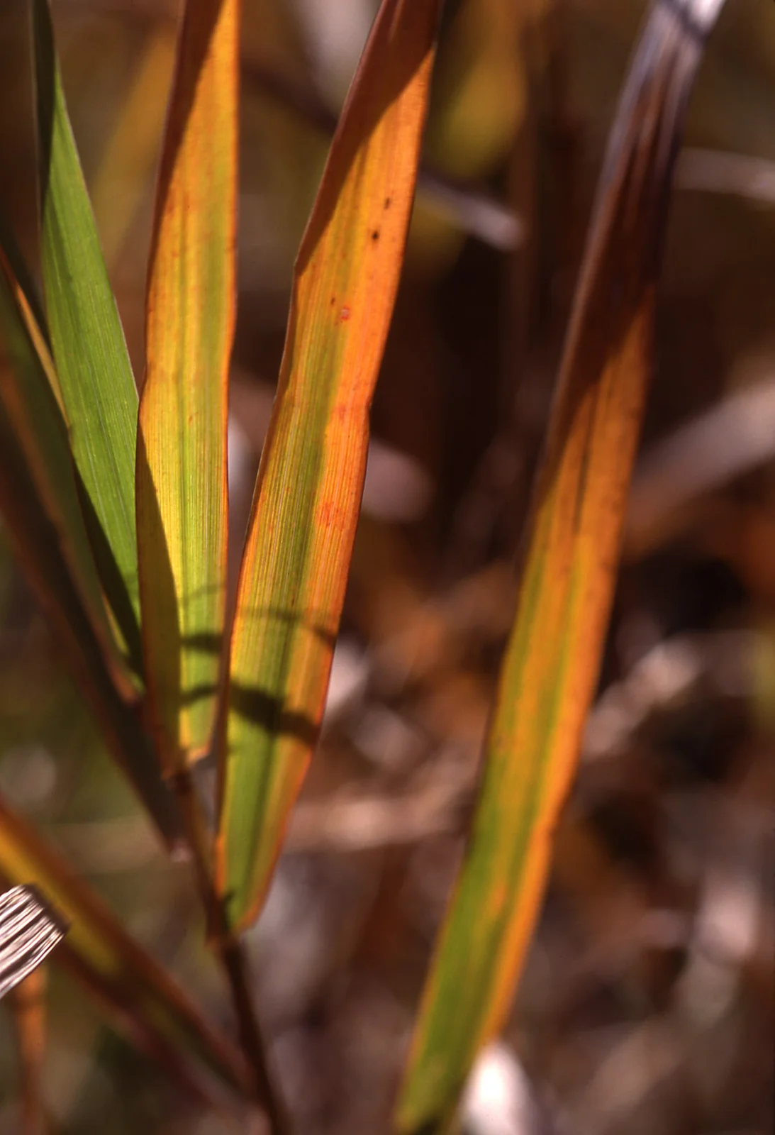 Grass turning brown in fall