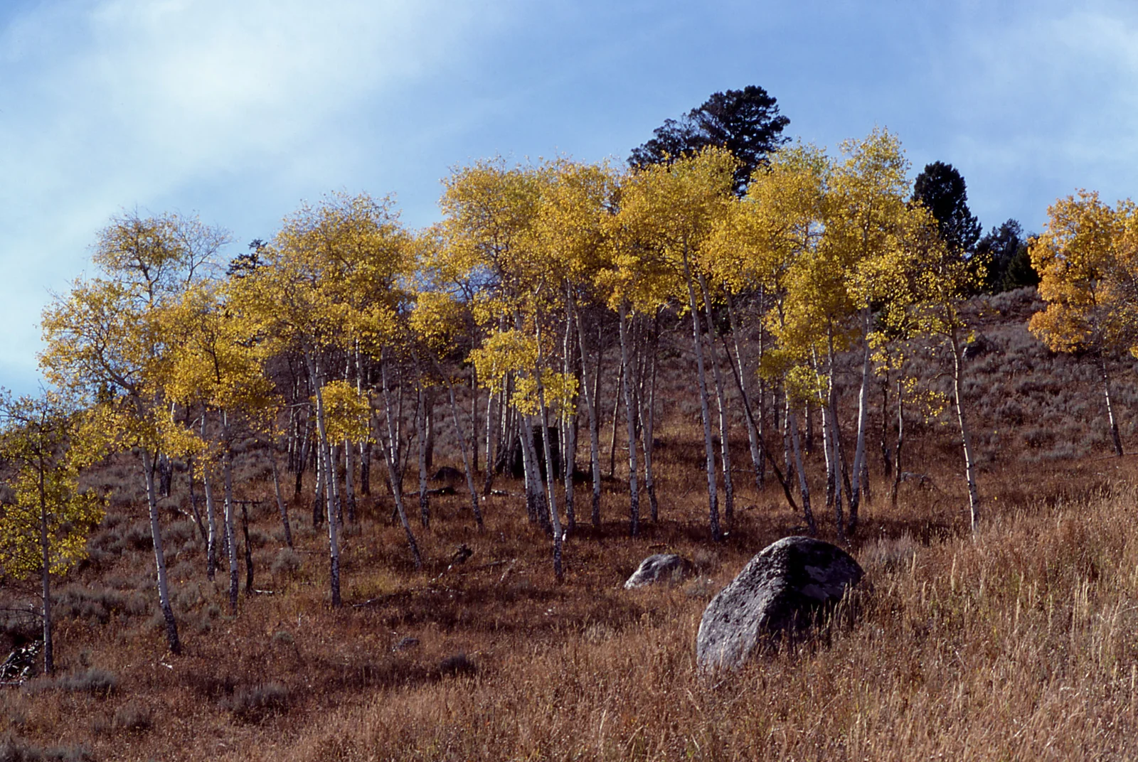 Fall color in an aspen grove