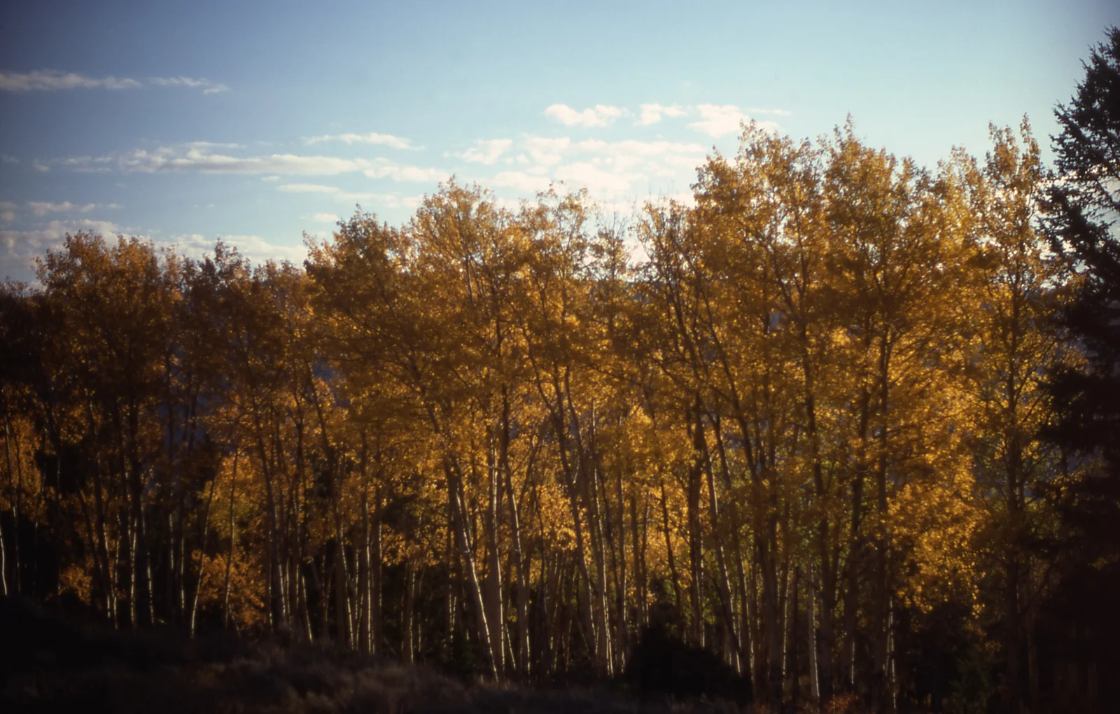 Fall color in an aspen grove