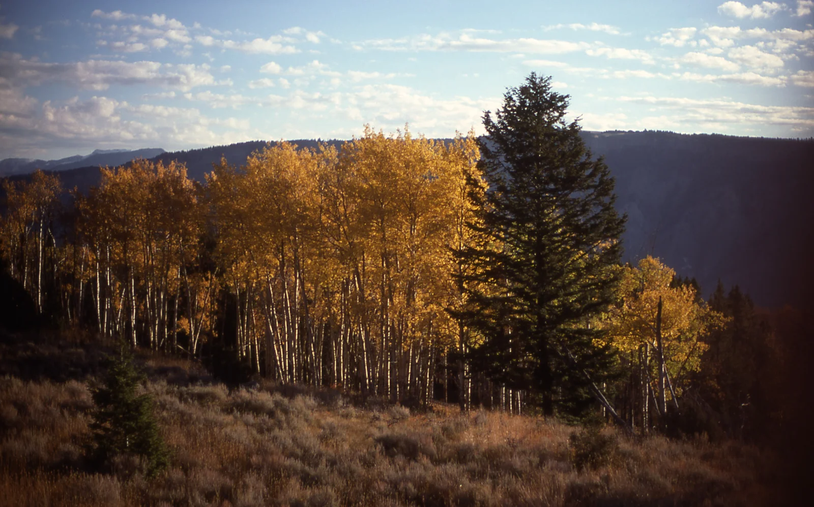 Fall color in an aspen grove