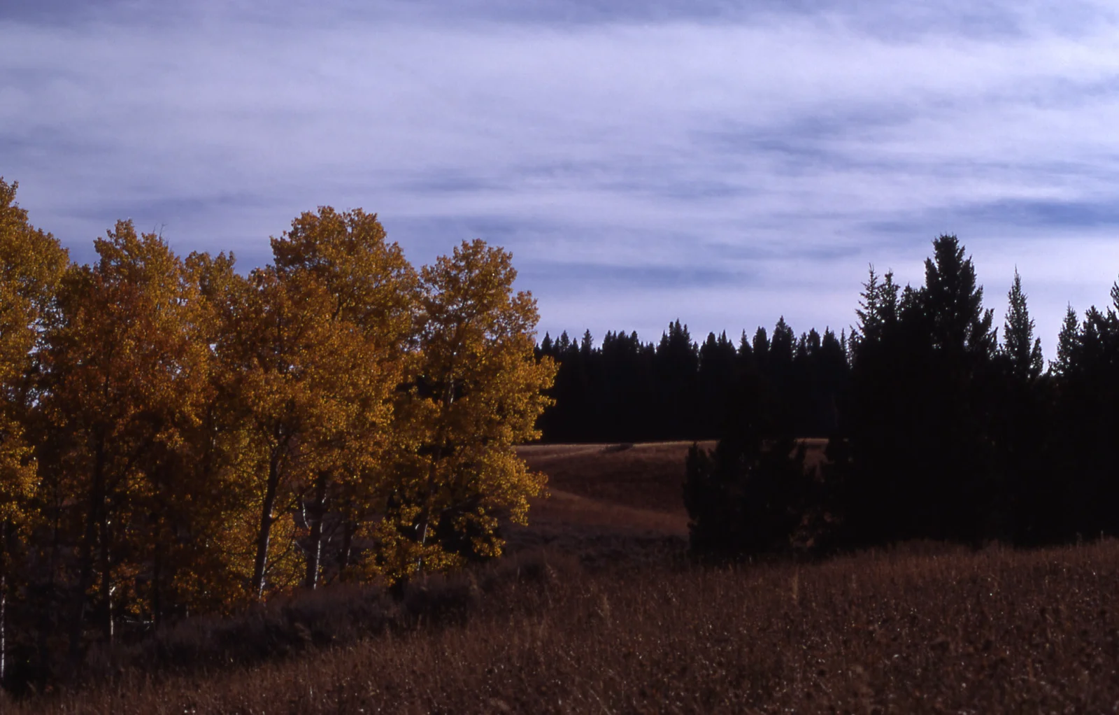 Fall color in an aspen grove