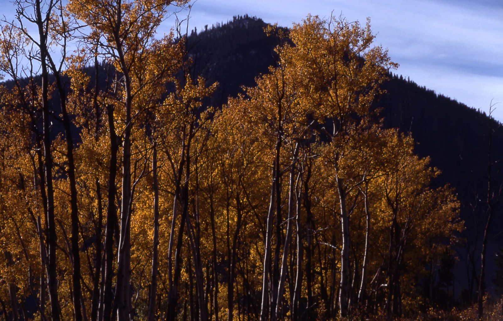 Fall color in an aspen grove