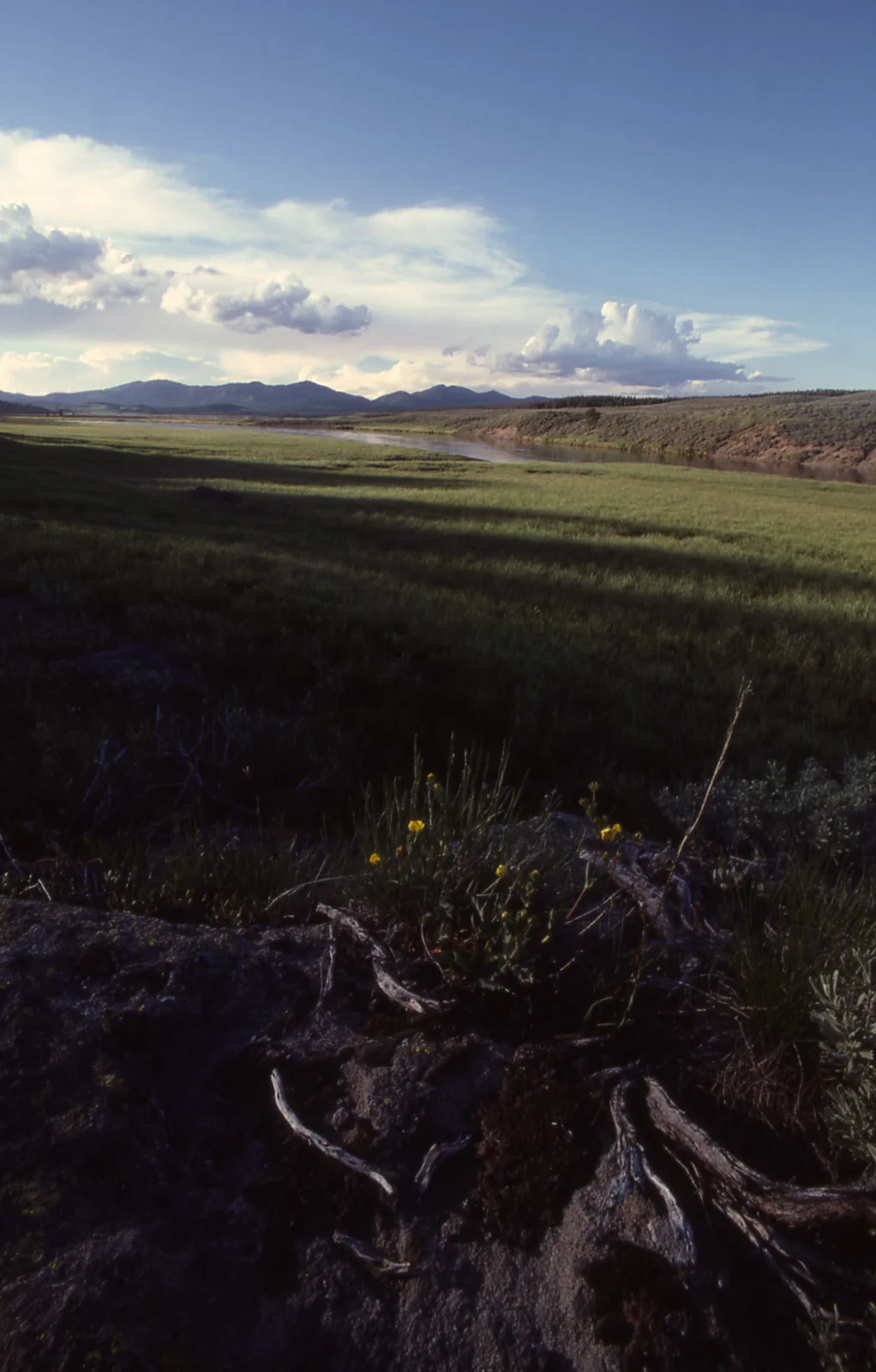 Hayden Valley - Yellowstone River & Washburn Range
