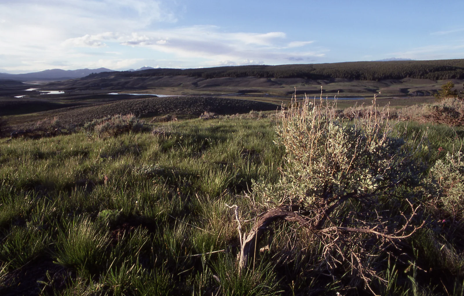 Hayden Valley - Yellowstone River & Washburn Range