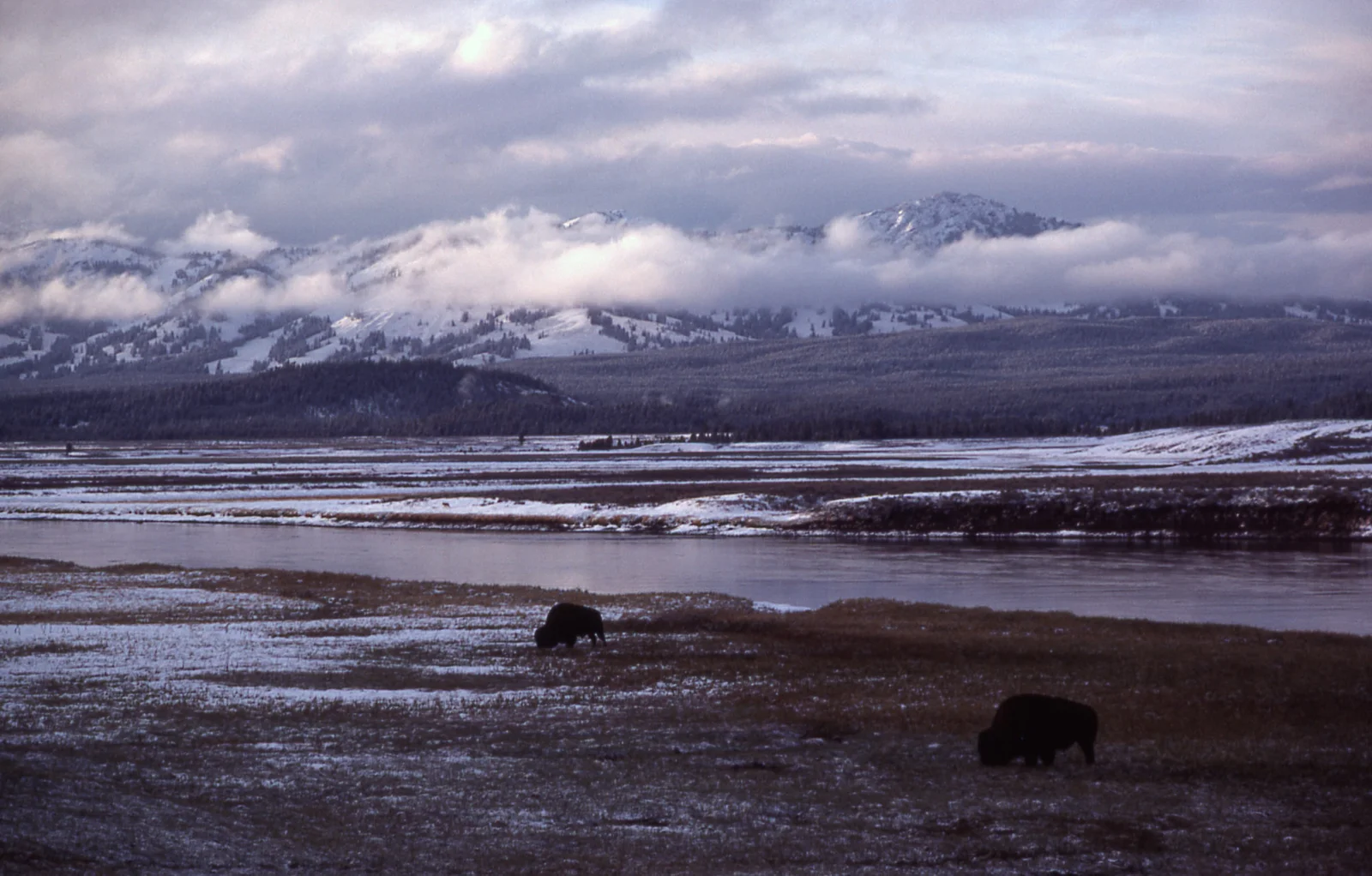 Hayden Valley - Bison, Yellowstone River & Washburn Range