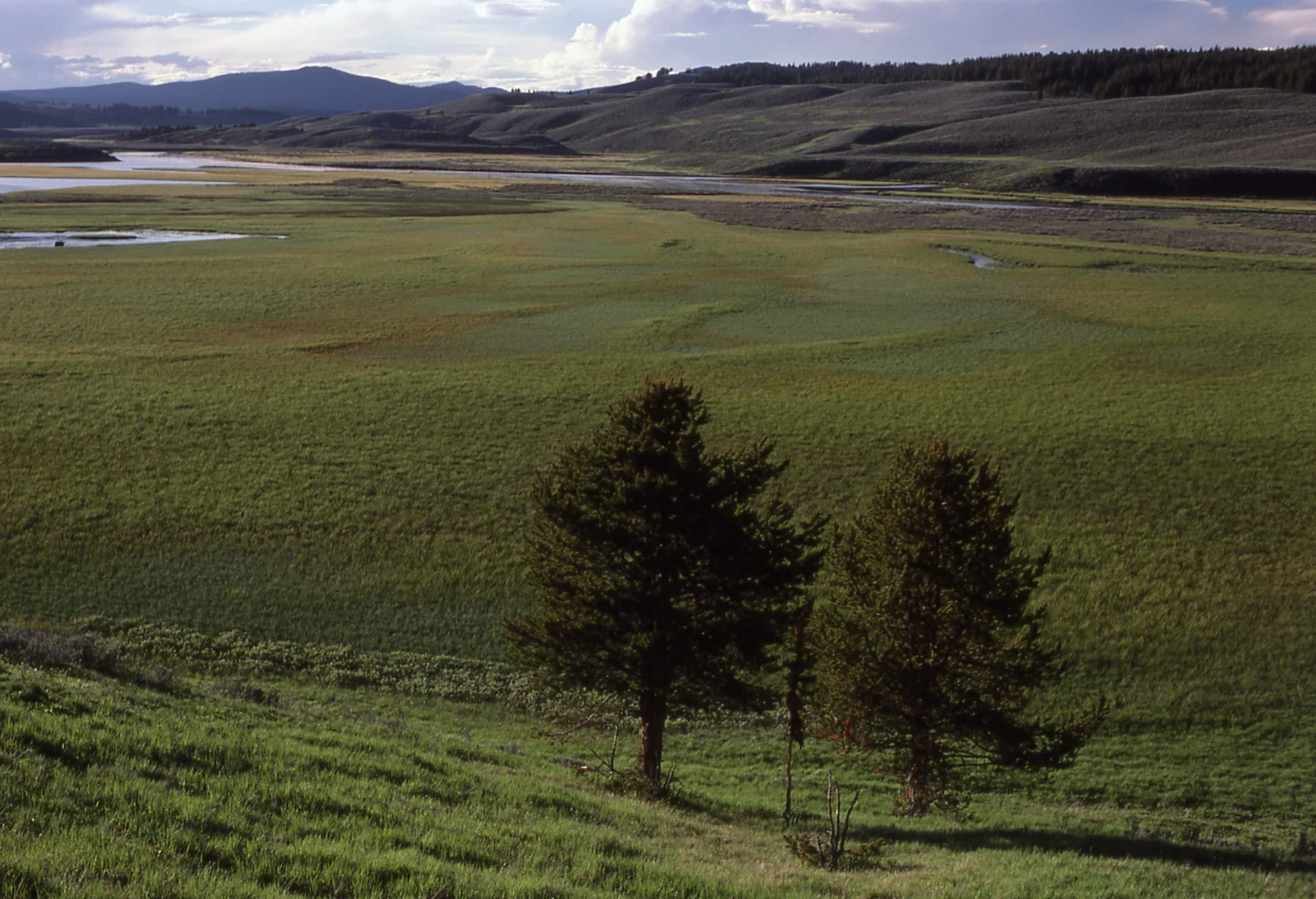 Hayden Valley - Yellowstone River & Washburn Range