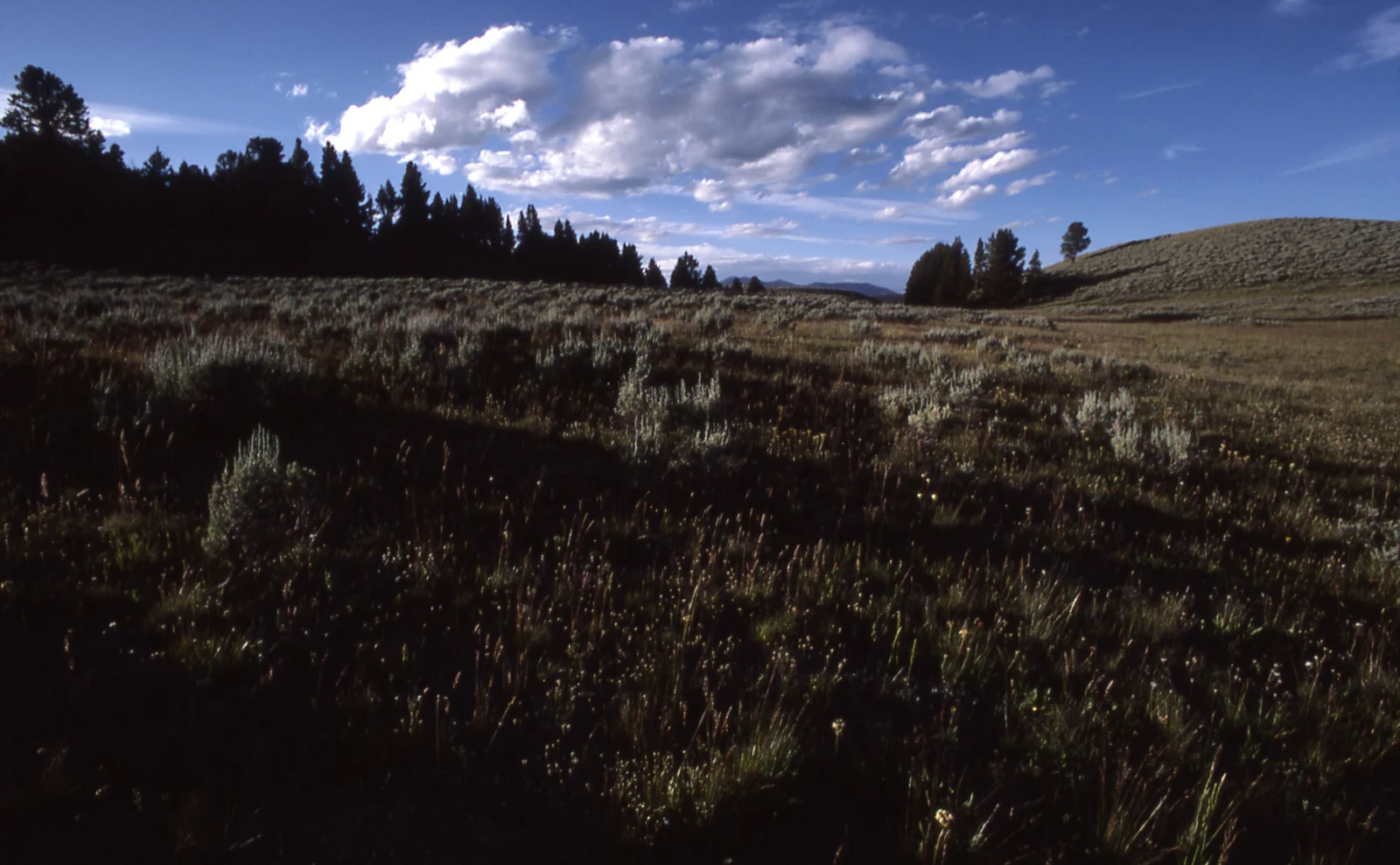 Hayden Valley near Crater Hills