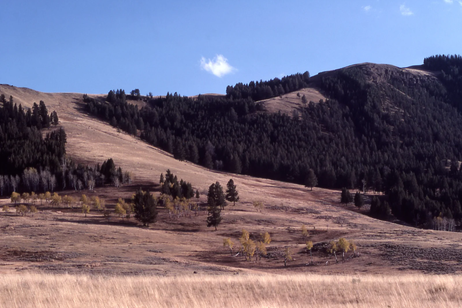 Specimen Ridge