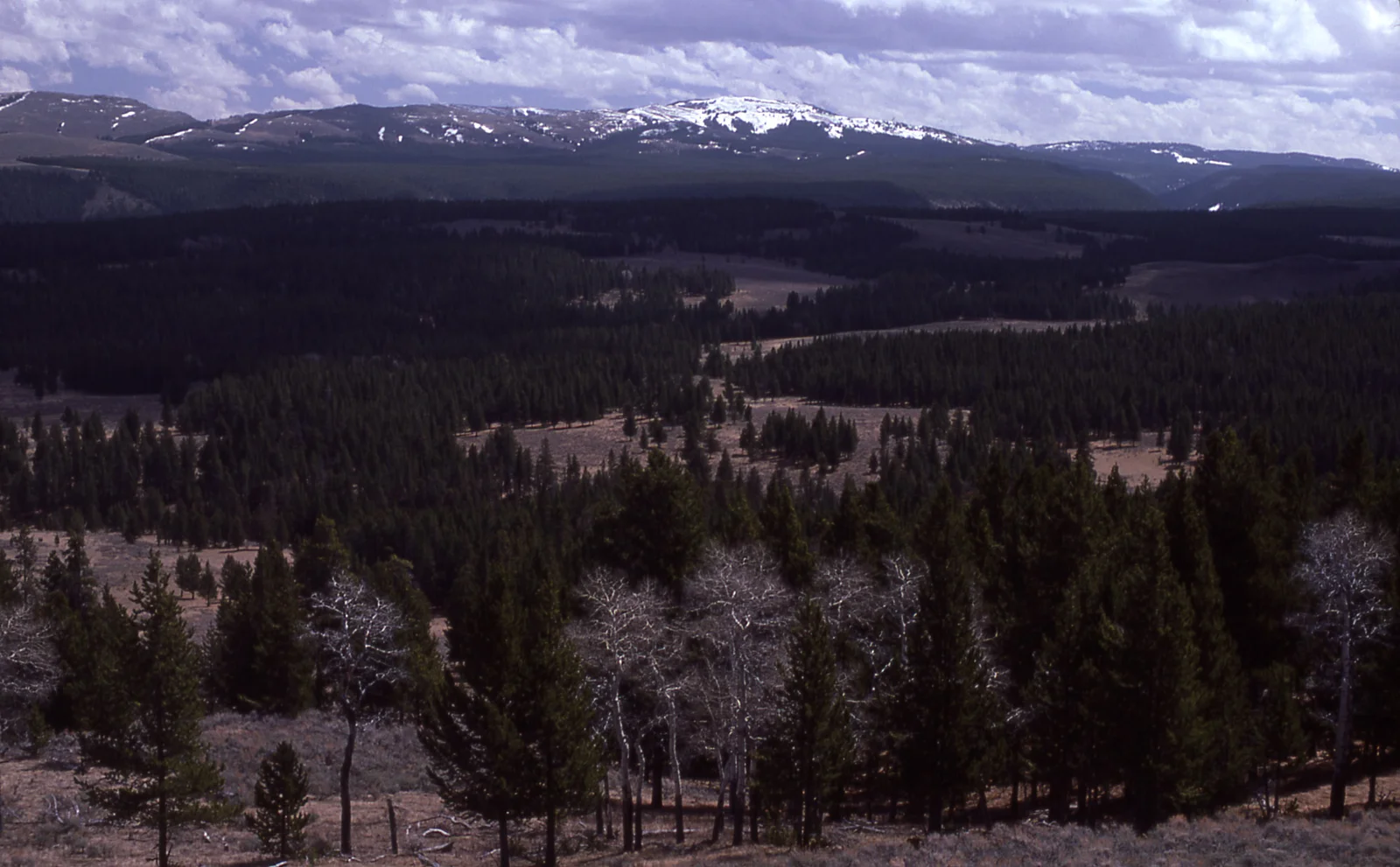 Specimen Ridge