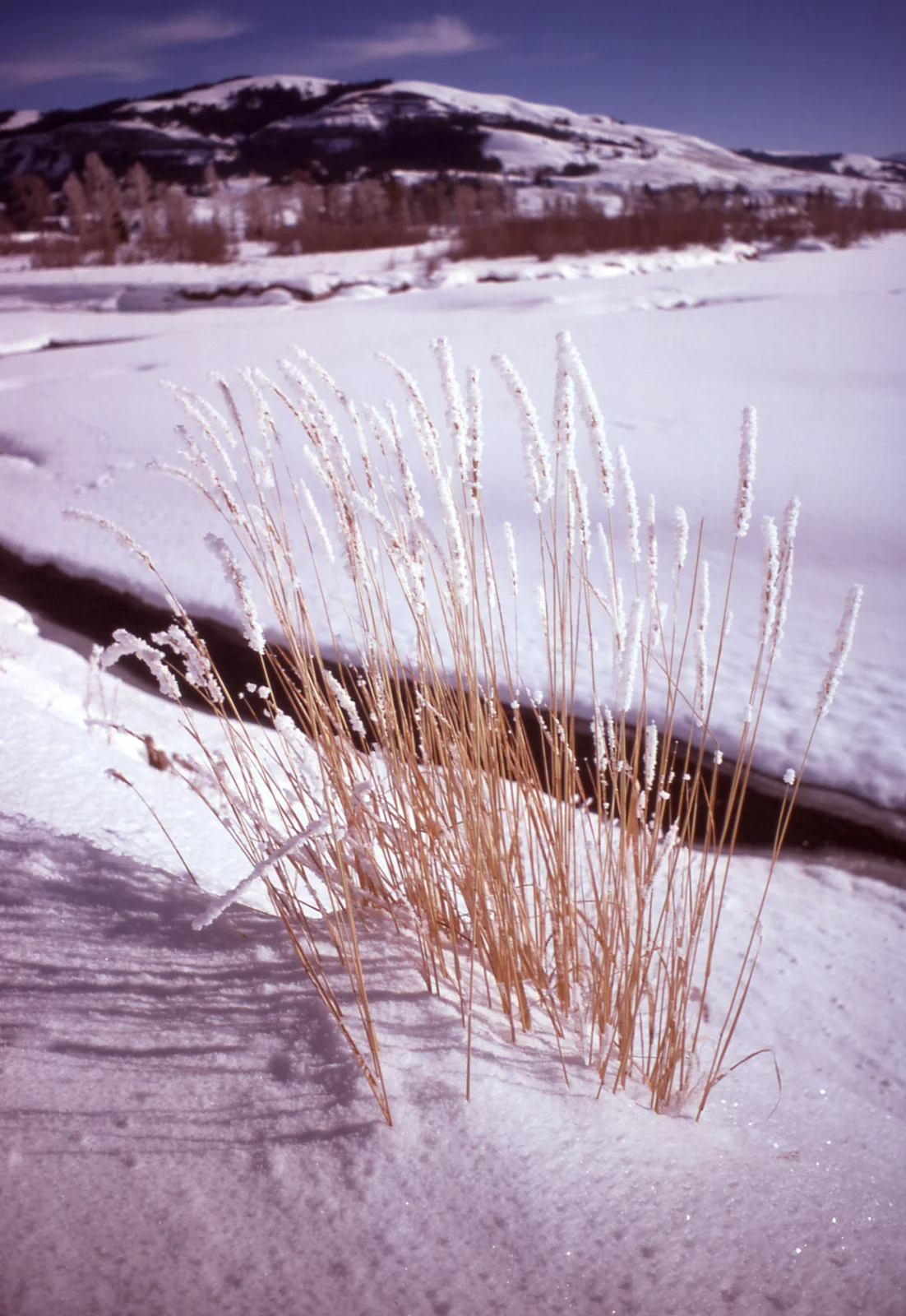Lamar Valley in winter