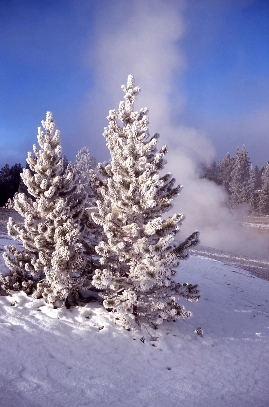 Evergreens in winter in the Norris area
