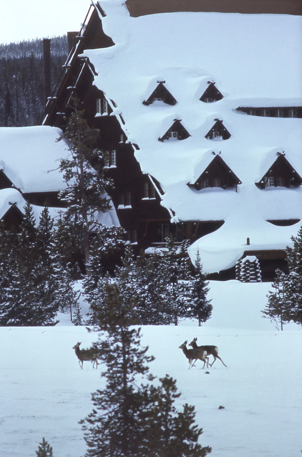 Deer in front of the Old Faithful Inn in winter