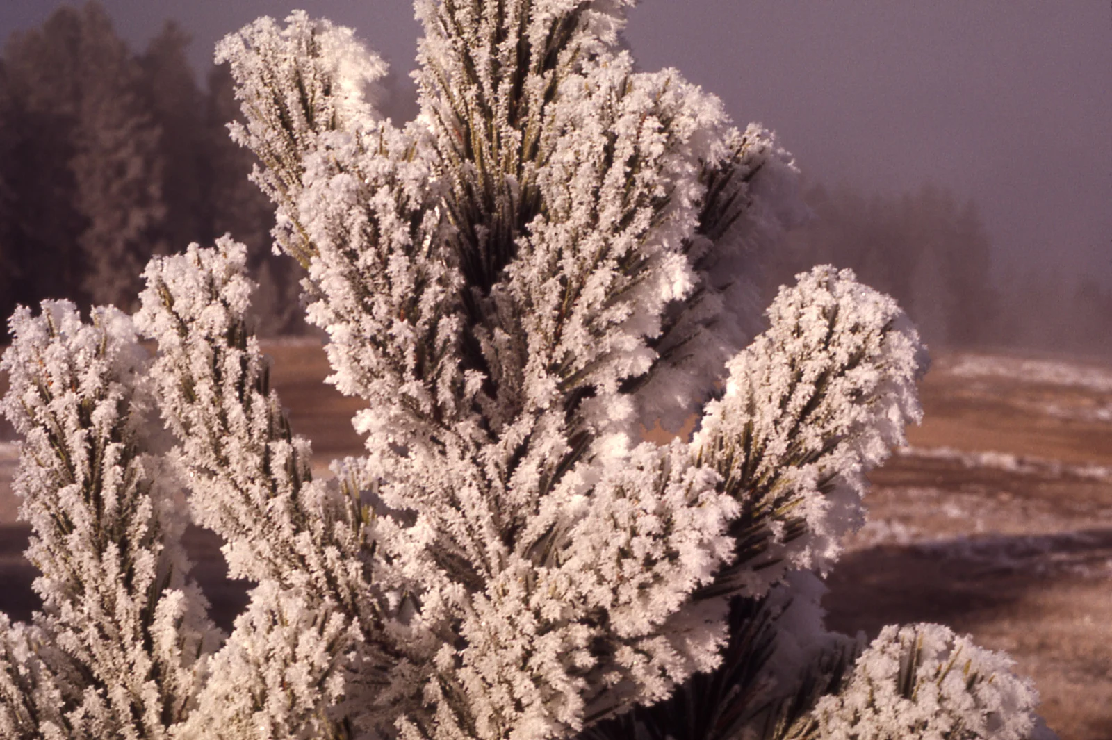 Snow on trees in winter
