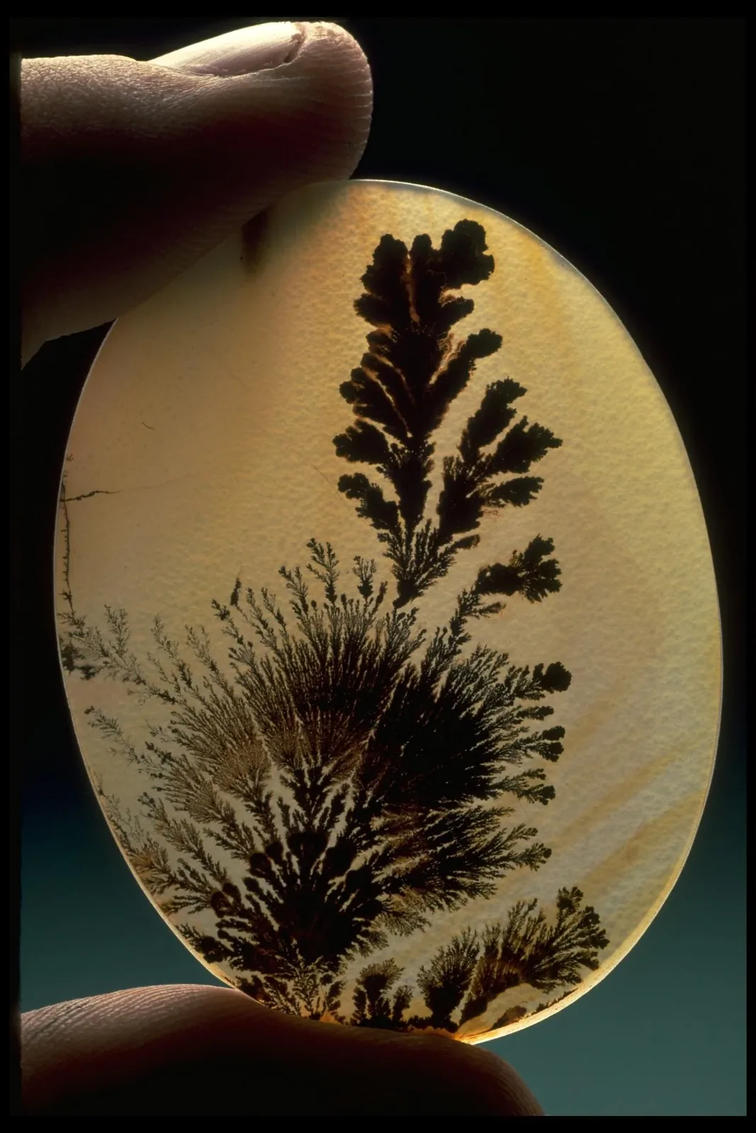 Quartz (var. dendritic agate)